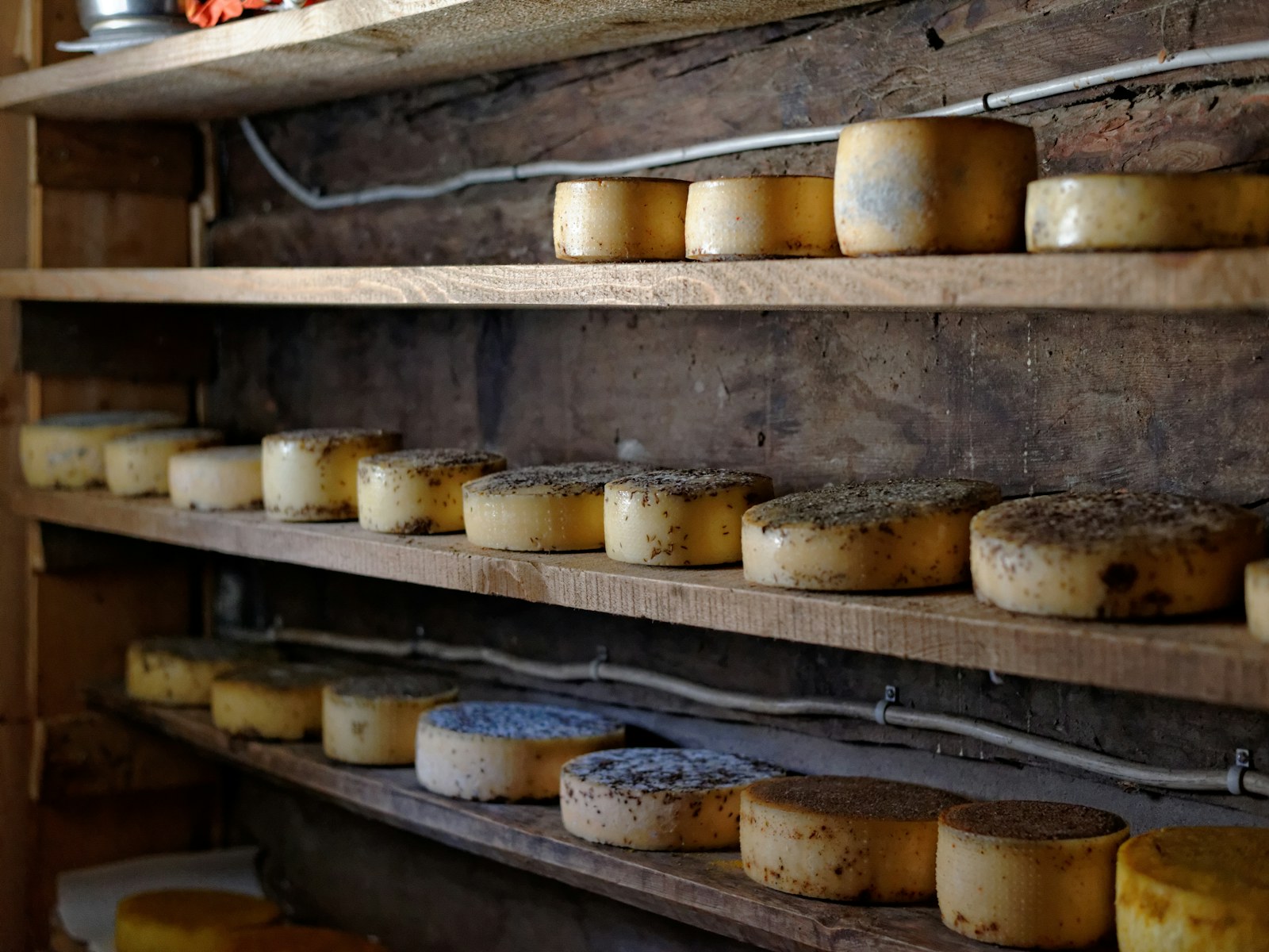 Cave d'affinage en pleine maturation